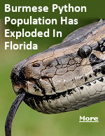 Burmese pythons are too good at what they do  theyre nearly undetectable to both humans and their prey, they barely need to move and when they do theyre deadly. On top of that, they have lots of babies.